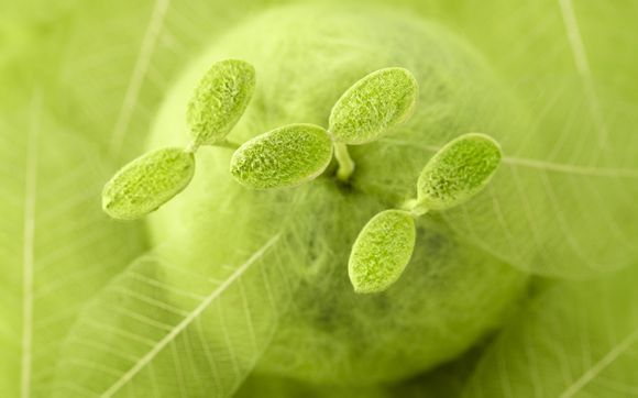 多少智力的奶妈