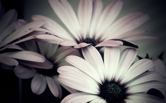 梦幻60宠哪些好