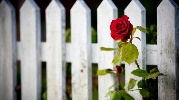 冯提莫lol什么段位