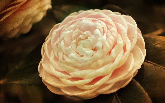 应用宝如何注册