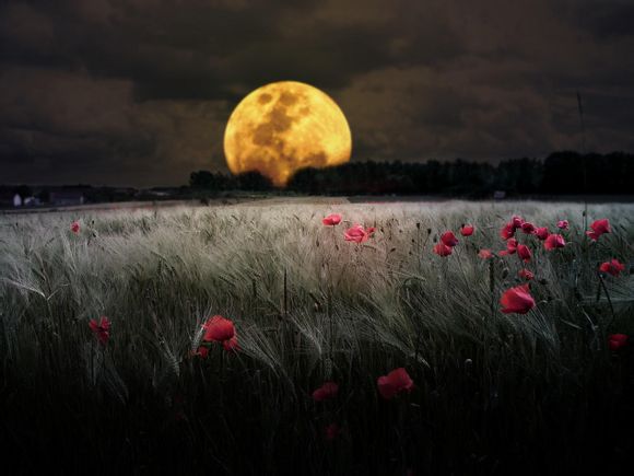 火影有哪些没填的坑