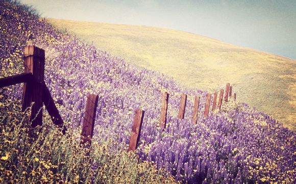 如何保存鲜粽叶