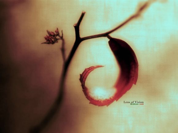 楚楚街登录不了怎么办