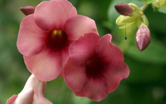 小米超神什么时候开服