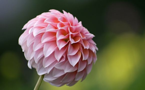 魔兽黑石咖啡哪里买