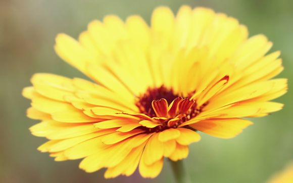 精灵升满级要多少钻石