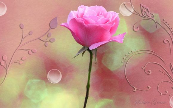 八爪蜘蛛 代表什么生肖